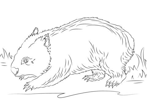 Cute Wombat Coloring Page